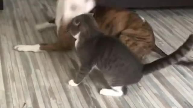 Funny animals - Funny cats / dogs - Funny animal videos 231