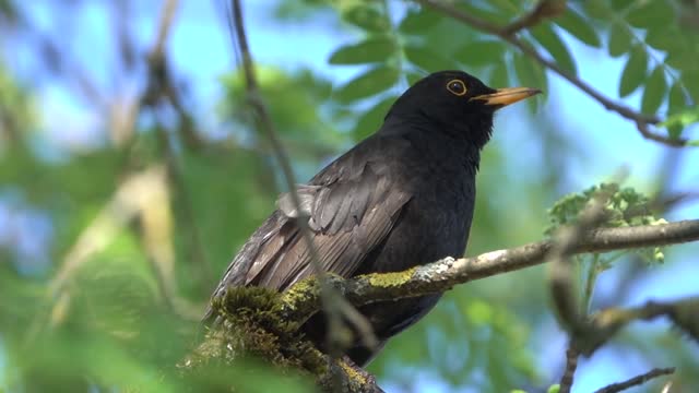 See the corner of this bird