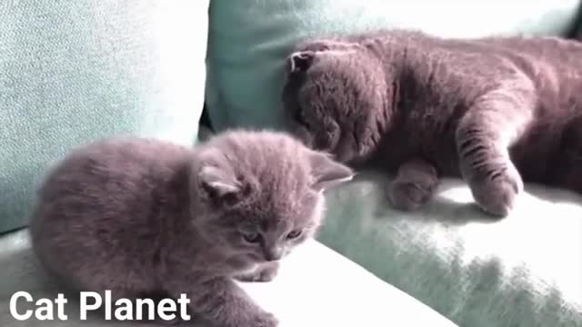 Cute dog and Funny Cat Video Compilation 2021