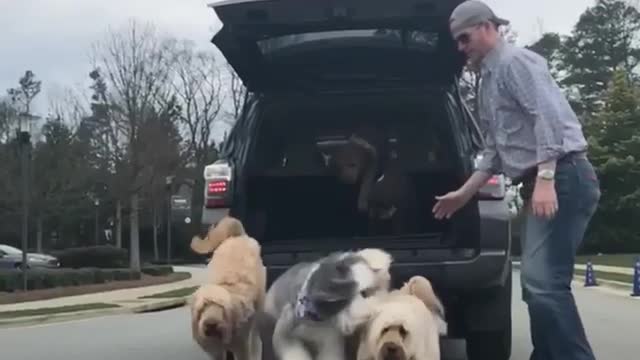 Slowmo brown dogs let out of back of toyota by backwards hat man