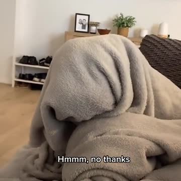 There's one word which can change a dogs mood.