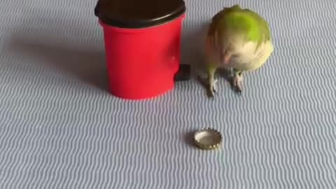 A self-disciplined bird