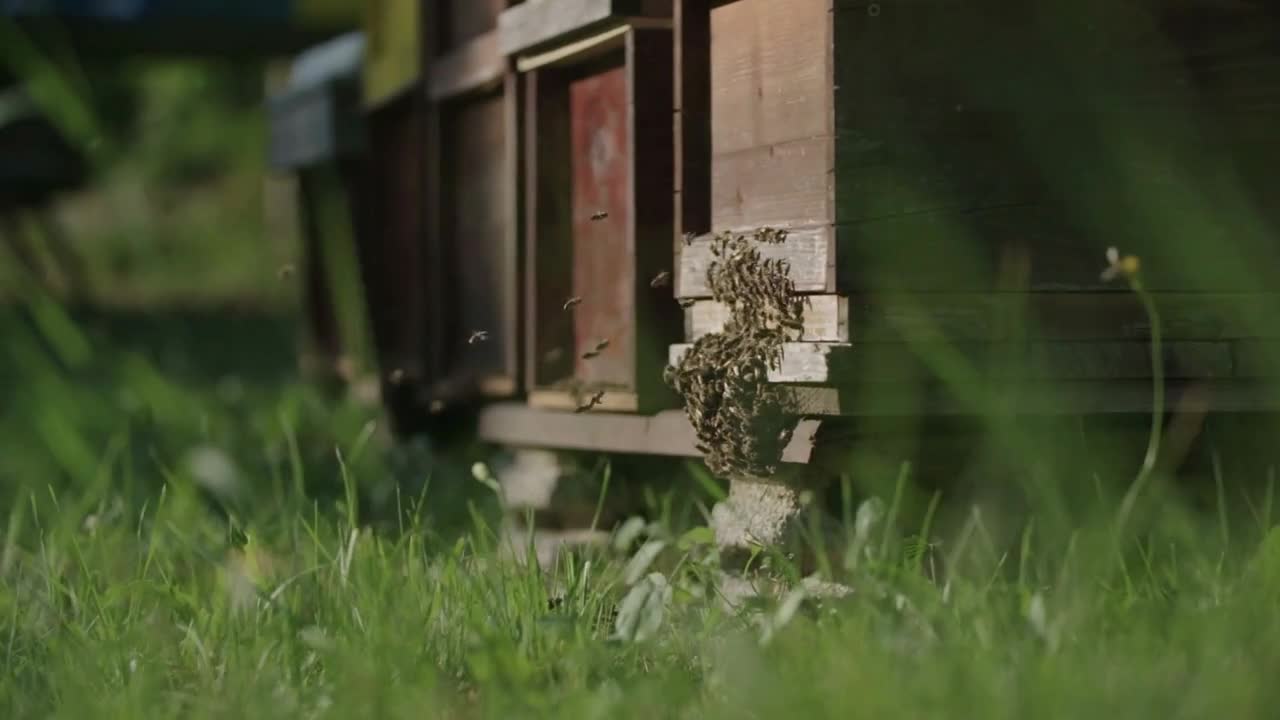 Swarm Of Bees In Nature