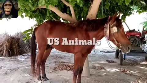 Animal love