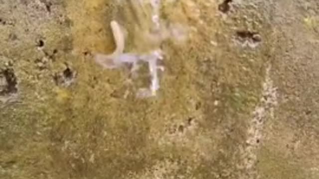 Un poisson remonte un petit filet d'eau