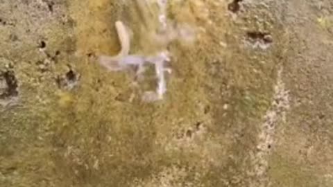 Un poisson remonte un petit filet d'eau