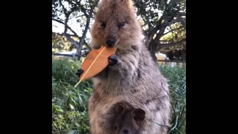 Funny Animals- - Best Of The 2024 Funny Animal Videos