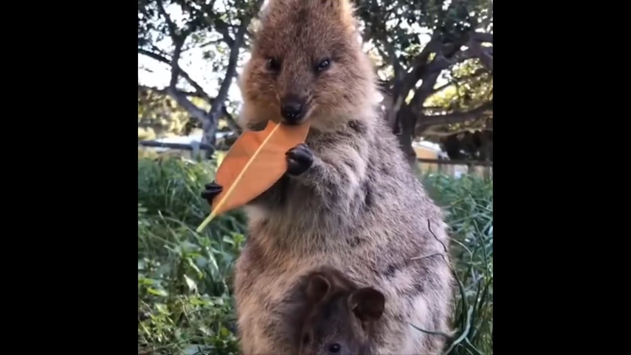 Funny Animals- - Best Of The 2024 Funny Animal Videos