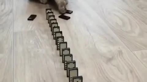 Baby Cats | Funny Baby Cat Videos Compilation