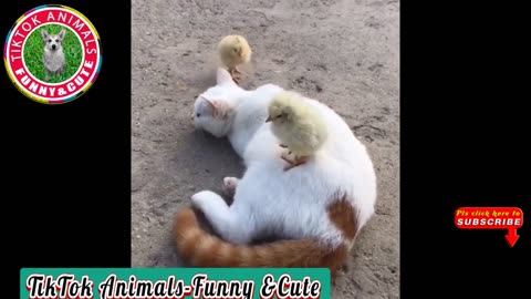 🐱 TikTok Animals-Funny and Cute -Cat Video #22 ｜｜ TikTok Animals-Funny and Cute Channel.