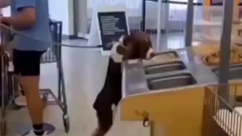 OMG☻☻☻. Try not to laugh Funny dog fails☻☻☻ 2021-- Try not to laugh !! �� ��-(1080p60)