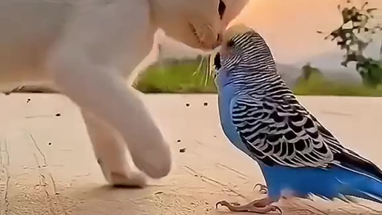Title: Meet Cute Cate and Parparit - A Heartwarming Friendship