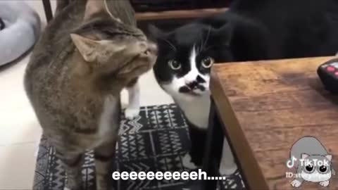 when animal talking.....