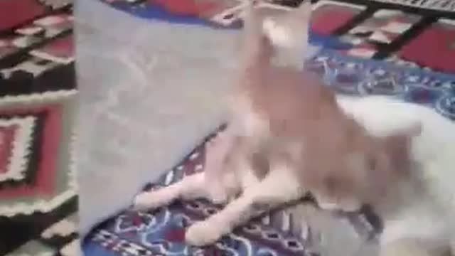 Funny Kitten play with her mom