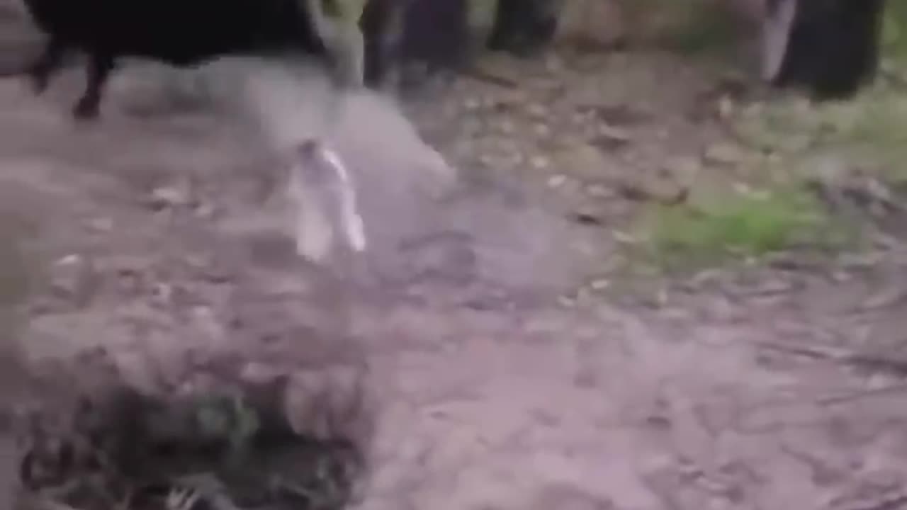 Cat 🐈 funny videos