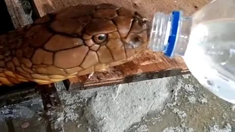 Thirsty Snake Guzzles from Water Bottle