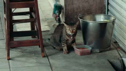 Cats are fed on the street