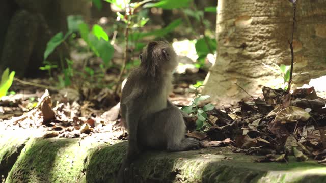 A Suspicious Monkey