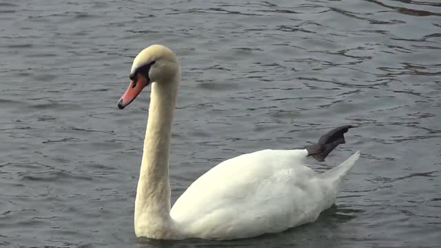 swan swimming in the lake