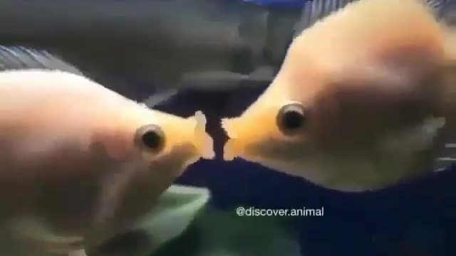 fish kissing