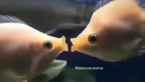 fish kissing