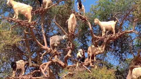 "The Wonder of Sheep Climbing the Tree"