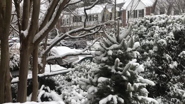 Snow snow snow trees