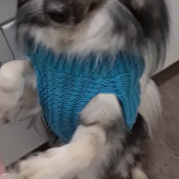 Silly puppy gets bag stuck to paw