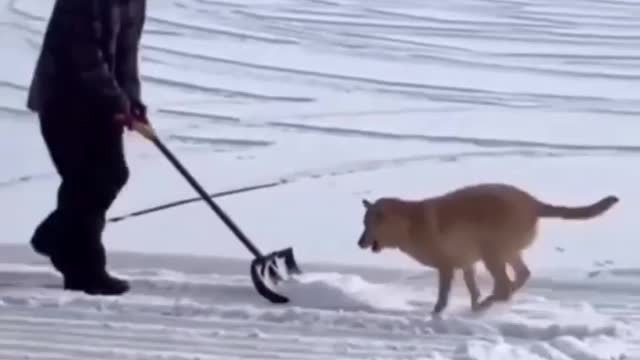 Doggo playing with ice.