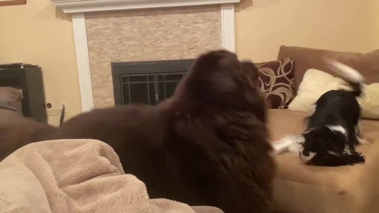 Cute Cavalier bravely plays with bear-like big brother