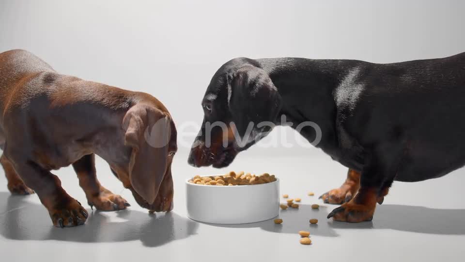 Two Young Dachshund Dogs Eat Dry Food From One White Bowl Video