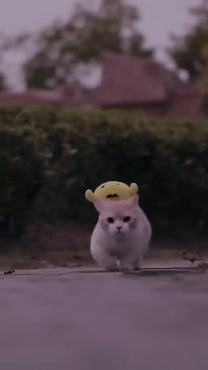 cute little cat sitting makes you laugh!