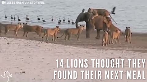 Young Elephant Fights Off 14 Lions