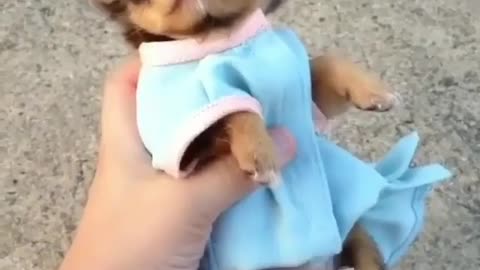 Little dog