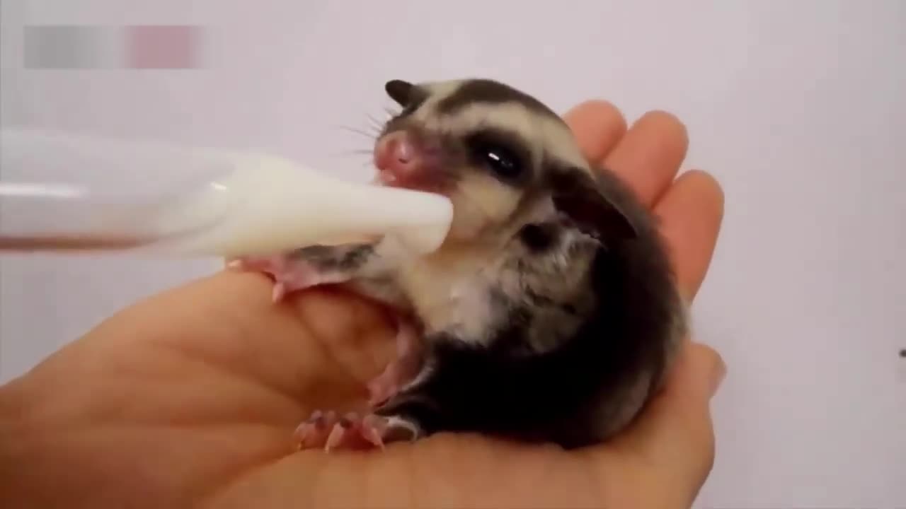 Sugar Glider | A Funny And Cute Sugar Glider Videos Compilation || NEW video HD