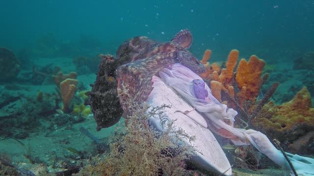 Octopus feasts on discarded shark head