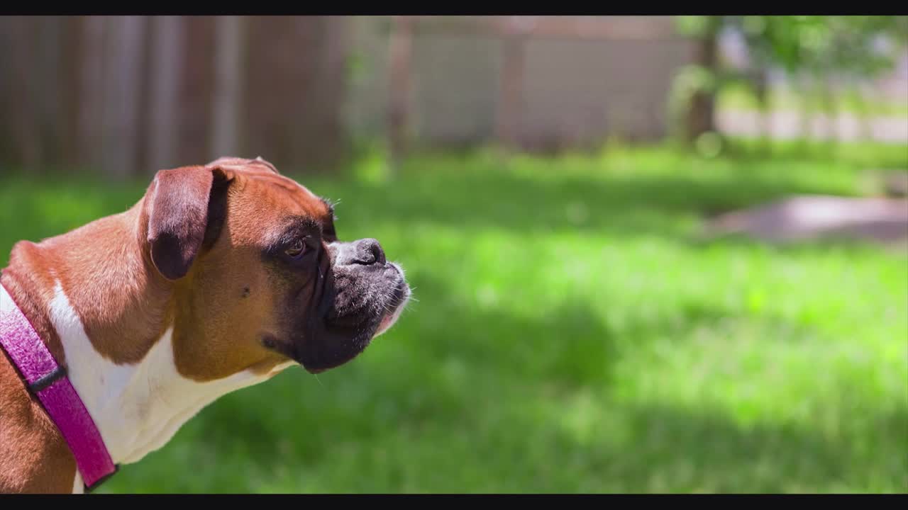 Watch How This Puppy With a Leash Looks Beautiful!