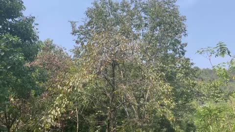 The forest is full of the happy chirping of birds