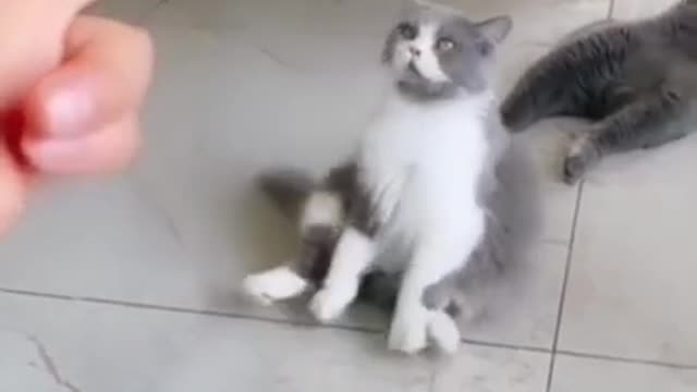 OMG!! This Cats & Dogs Will Win The Oscar [Don't Laugh]