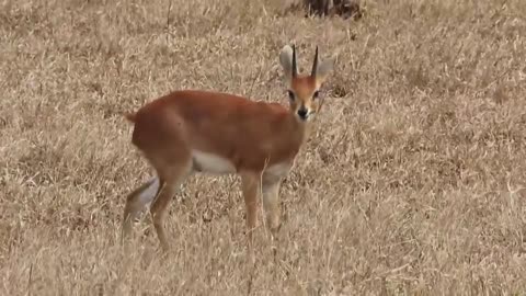 Deer in forest