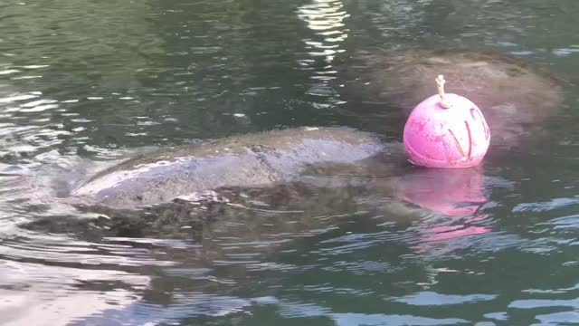 Baby Manatees