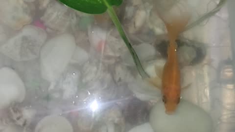 Fish