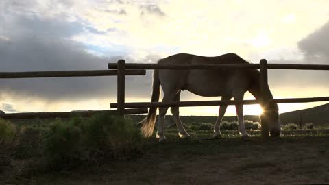 Horse on farm at sunset