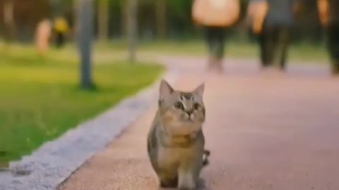 Cute cat videos