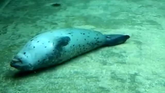 Sleepy Seal 3 Under Water