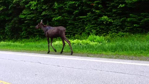 Moose on the Loose