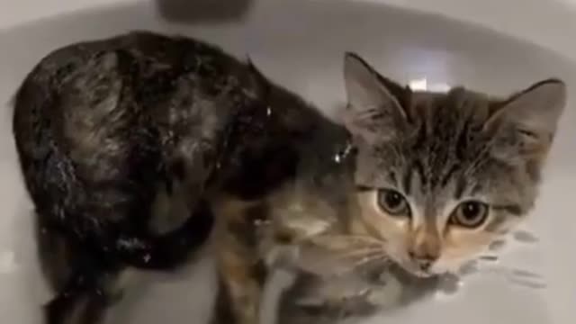 Cat bathing