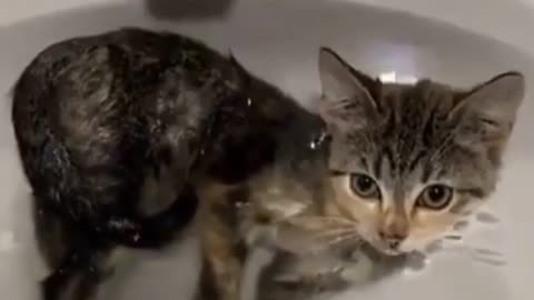 Cat bathing