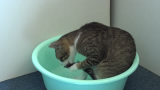 Small Cat Likes to Sit in the Basin