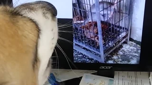 Flower barking at a monkey on the computer